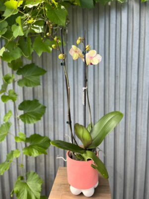 Phalaenopsis OX Red Sesame | Storczyk