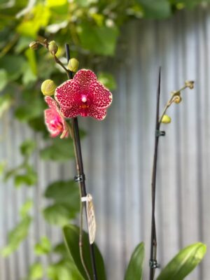 Phalaenopsis OX Red Sesame | Storczyk