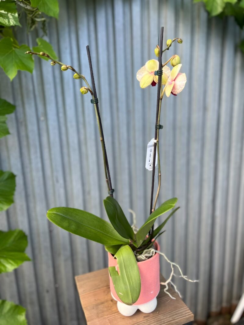 Phalaenopsis OX Red Sesame | Storczyk