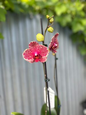 Phalaenopsis OX Red Sesame | Storczyk