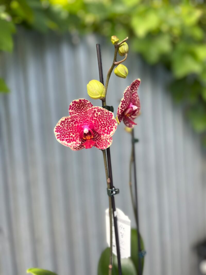 Phalaenopsis OX Red Sesame | Storczyk Phalaenopsis OX Red Sesame | Storczyk