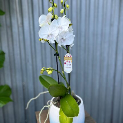 Phalaenopsis Pillow Talk | Storczyk