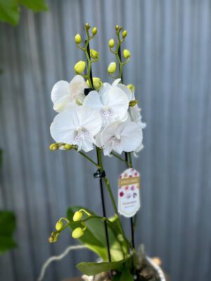 Phalaenopsis Pillow Talk | Storczyk