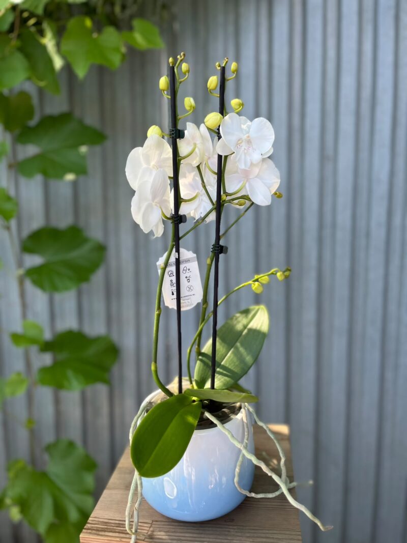 Phalaenopsis Pillow Talk | Storczyk