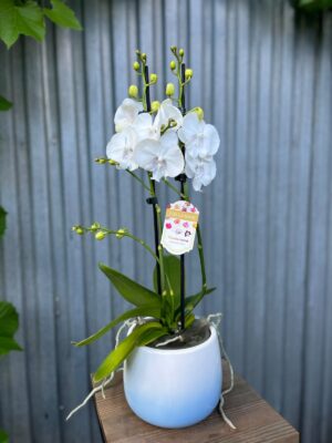 Phalaenopsis Pillow Talk | Storczyk