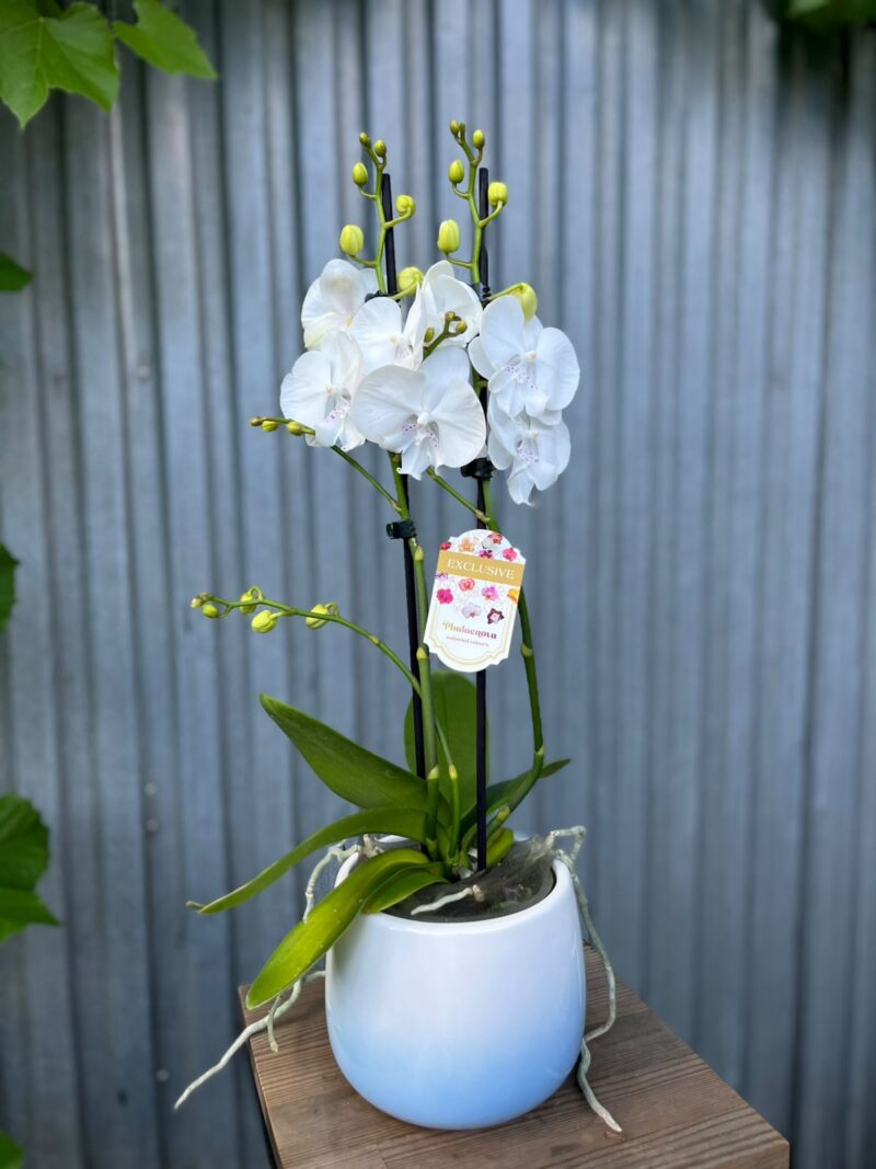 Phalaenopsis Pillow Talk | Storczyk