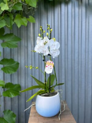 Phalaenopsis Pillow Talk | Storczyk