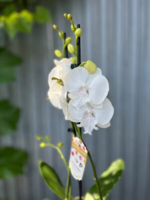 Phalaenopsis Pillow Talk | Storczyk
