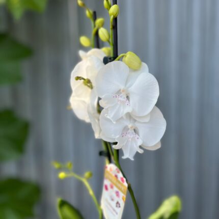 Phalaenopsis Pillow Talk | Storczyk