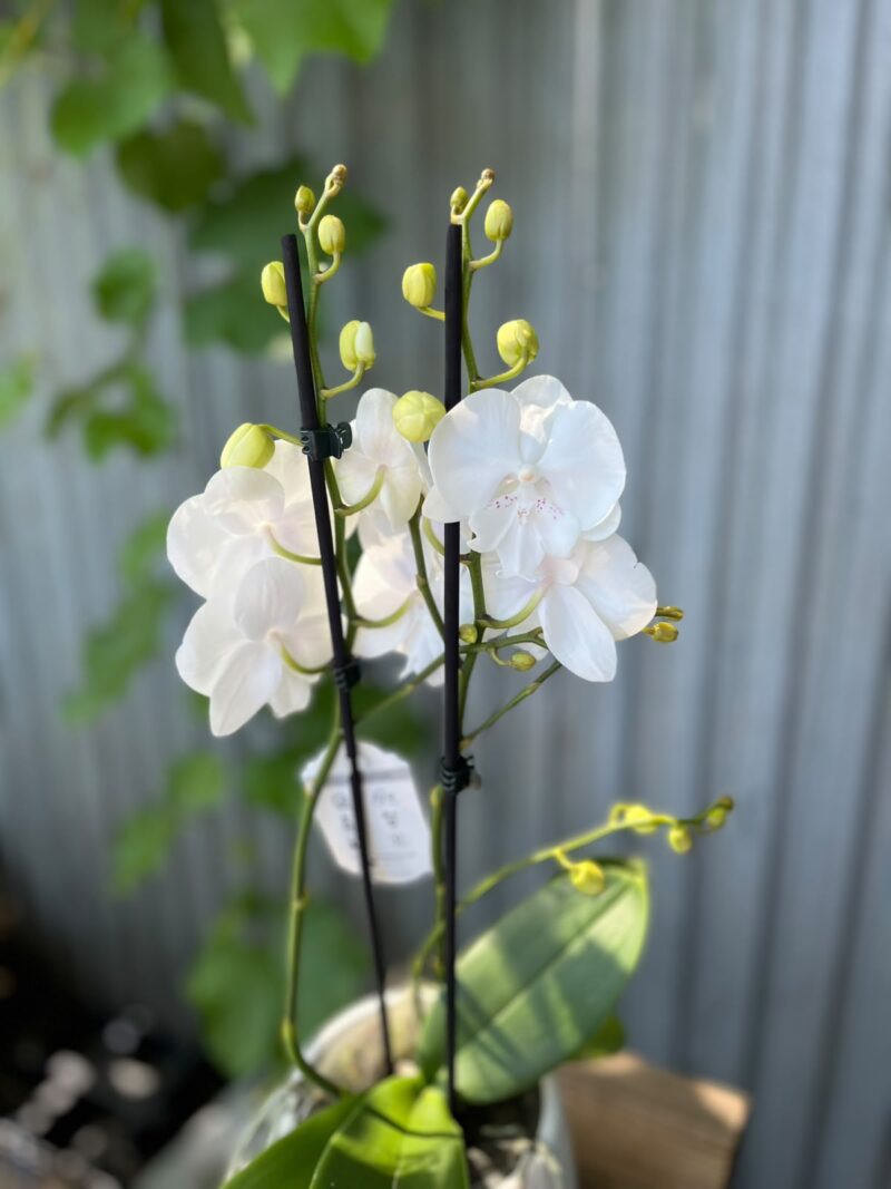 Phalaenopsis Pillow Talk | Storczyk
