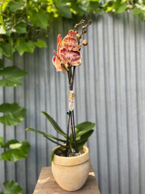 Phalaenopsis Cinder | Storczyk