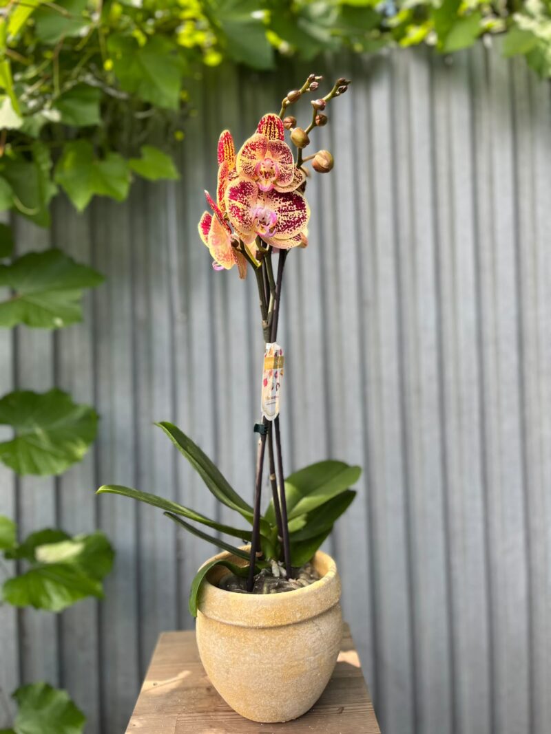 Phalaenopsis Cinder | Storczyk
