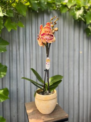 Phalaenopsis Cinder | Storczyk