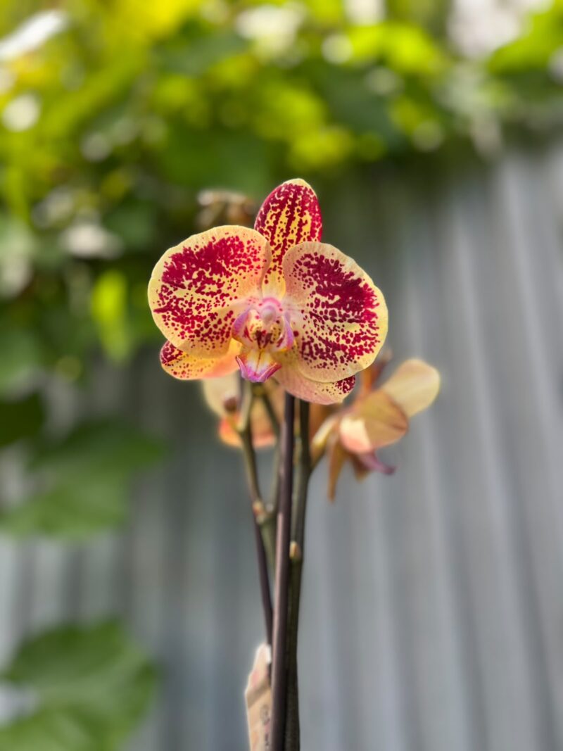 Phalaenopsis Cinder | Storczyk Phalaenopsis Cinder | Storczyk