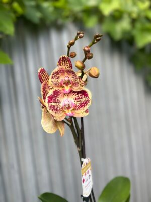 Phalaenopsis Cinder | Storczyk