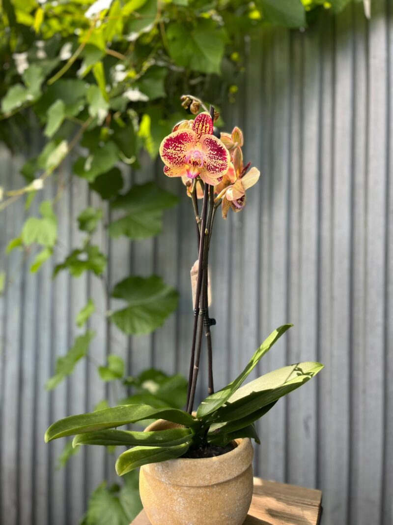 Phalaenopsis Cinder | Storczyk