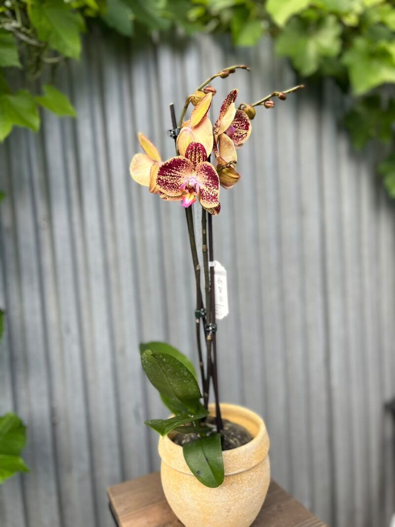 Phalaenopsis Cinder | Storczyk