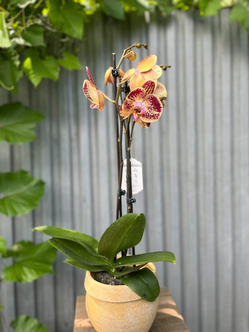 Phalaenopsis Cinder | Storczyk
