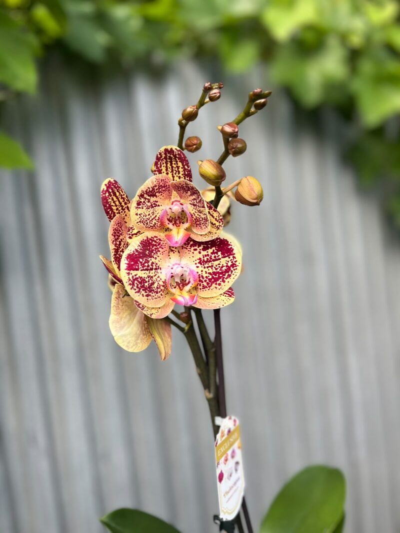 Phalaenopsis Cinder | Storczyk
