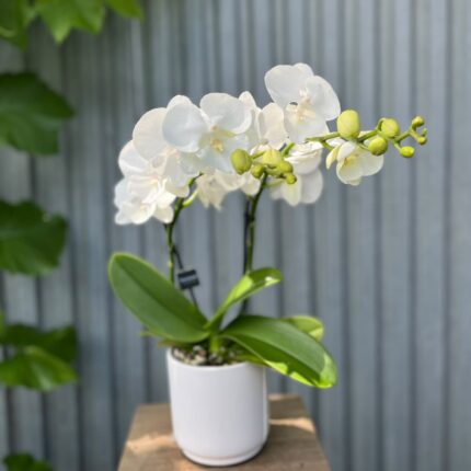 Phalaenopsis Biały Storczyk