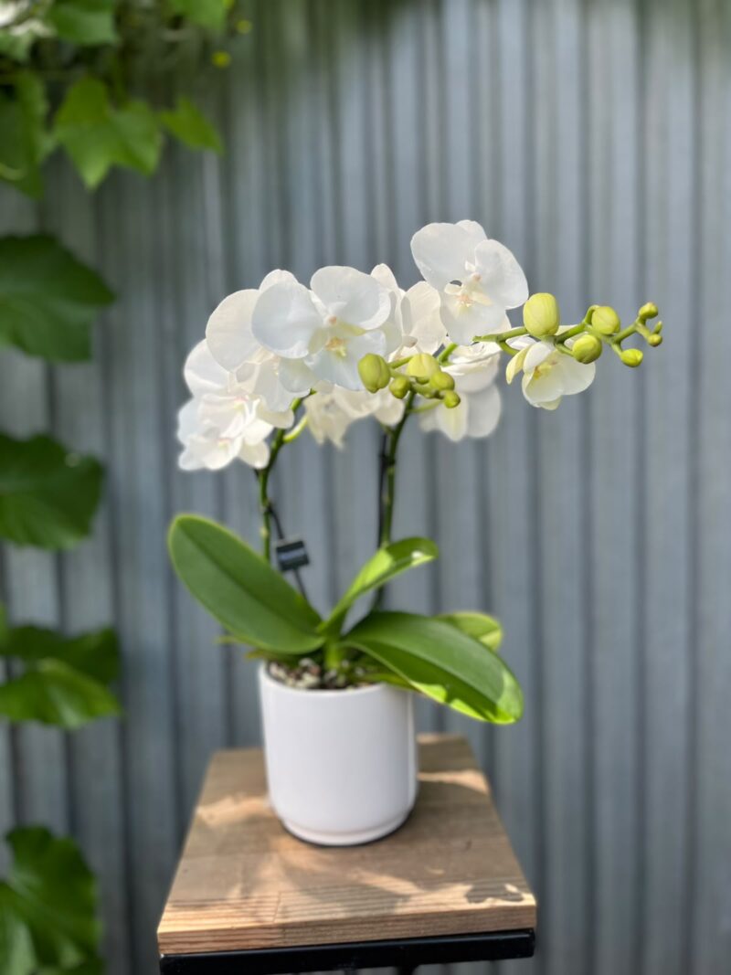 Phalaenopsis Biały Storczyk