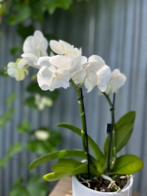 Phalaenopsis Biały Storczyk