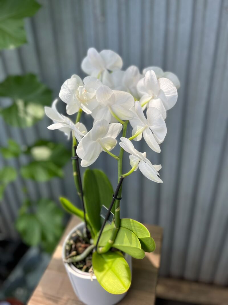 Phalaenopsis Biały Storczyk