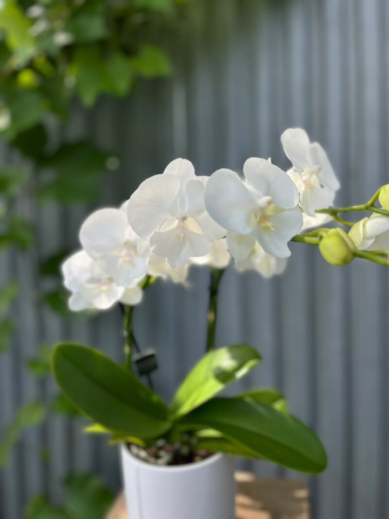 Phalaenopsis Biały Storczyk