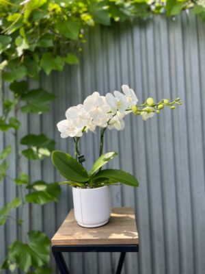 Phalaenopsis Biały Storczyk