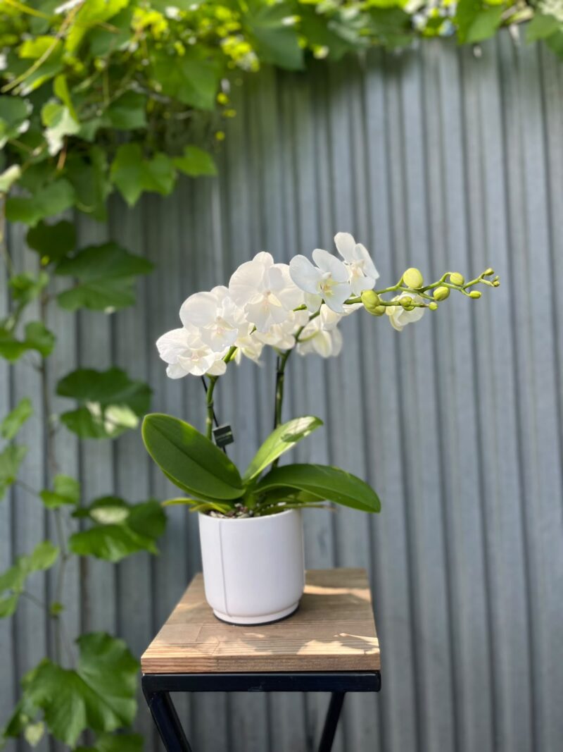 Phalaenopsis Biały Storczyk