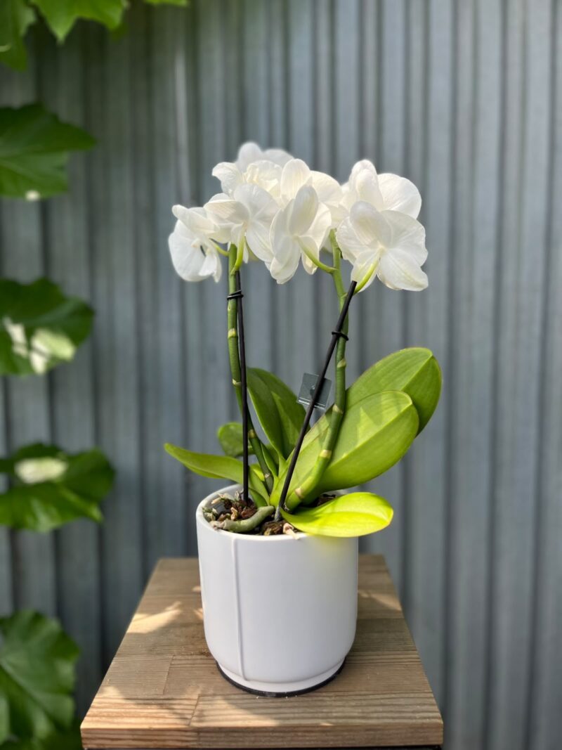 Phalaenopsis Biały Storczyk