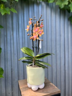 Phalaenopsis Limited Orange | Storczyk