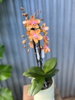 Phalaenopsis Limited Orange | Storczyk