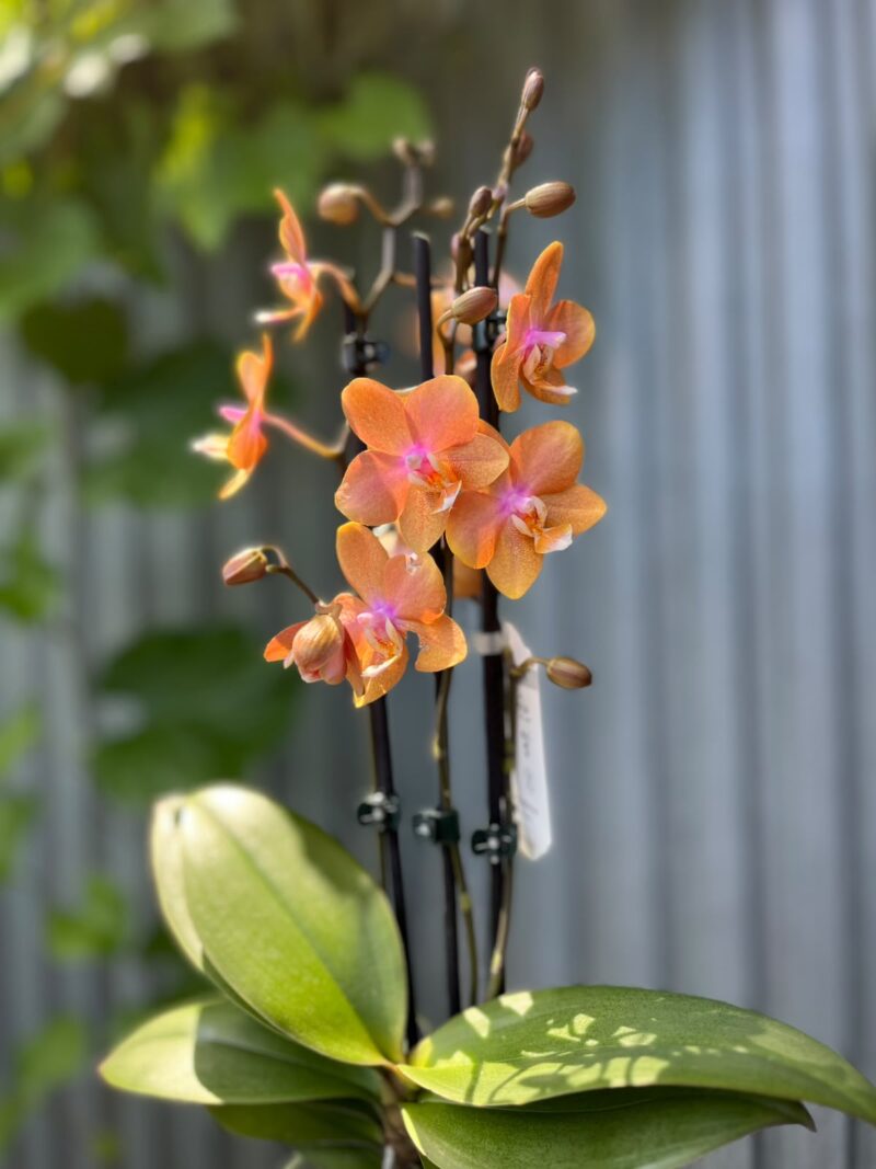 Phalaenopsis Limited Orange | Storczyk