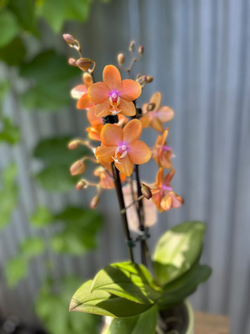 Phalaenopsis Limited Orange | Storczyk