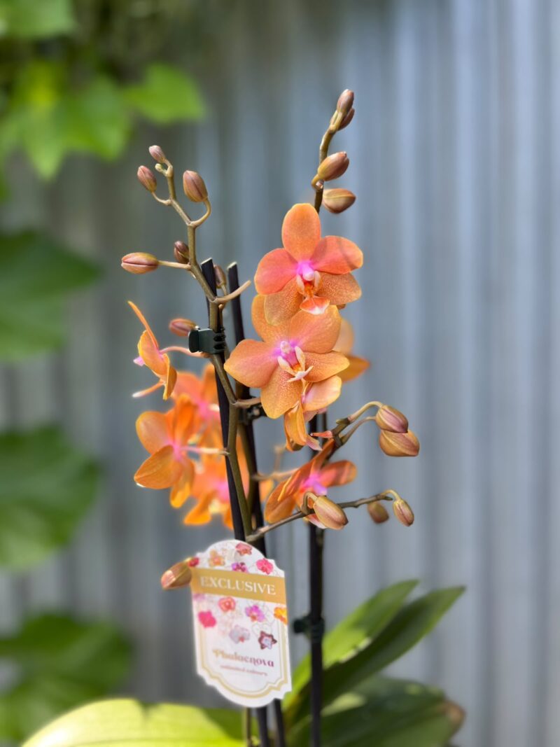 Phalaenopsis Limited Orange | Storczyk