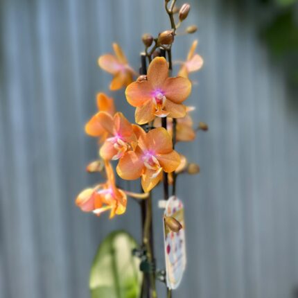 Phalaenopsis Limited Orange | Storczyk