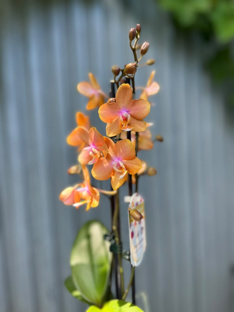 Phalaenopsis Limited Orange | Storczyk Phalaenopsis Limited Orange | Storczyk