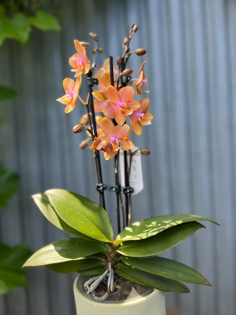 Phalaenopsis Limited Orange | Storczyk