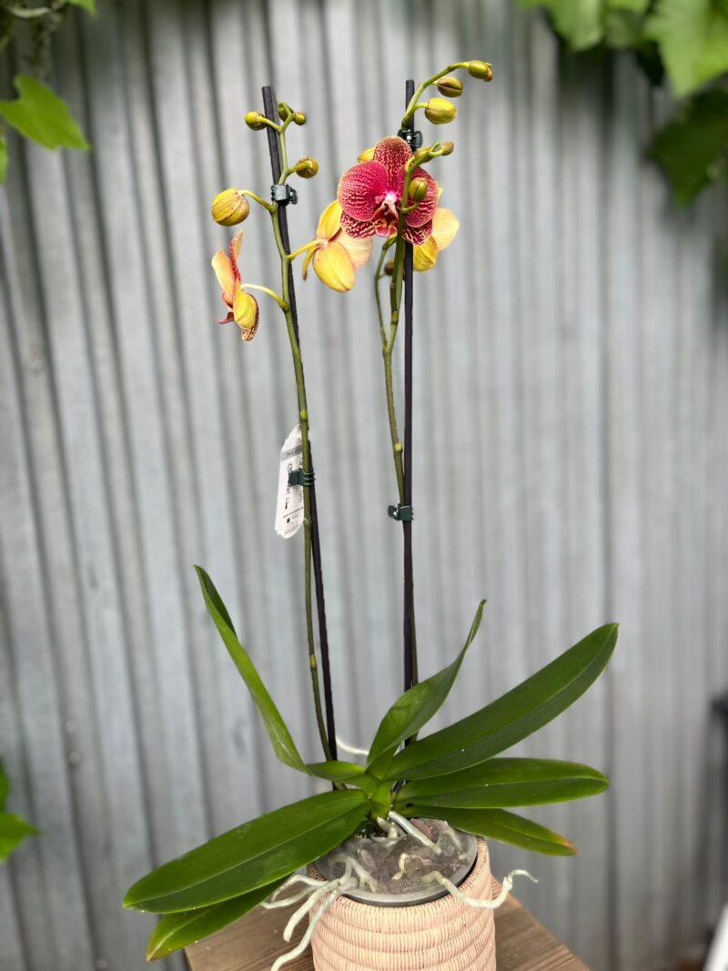 Phalaenopsis I-Hsin Picture | Storczyk