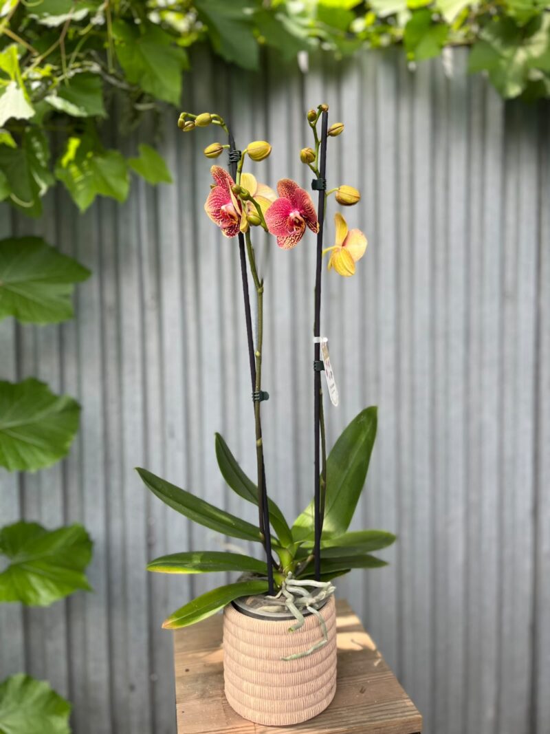 Phalaenopsis I-Hsin Picture | Storczyk