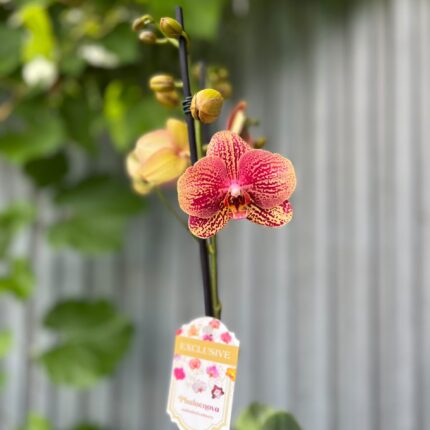 Phalaenopsis I-Hsin Picture | Storczyk