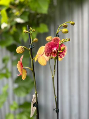 Phalaenopsis I-Hsin Picture | Storczyk