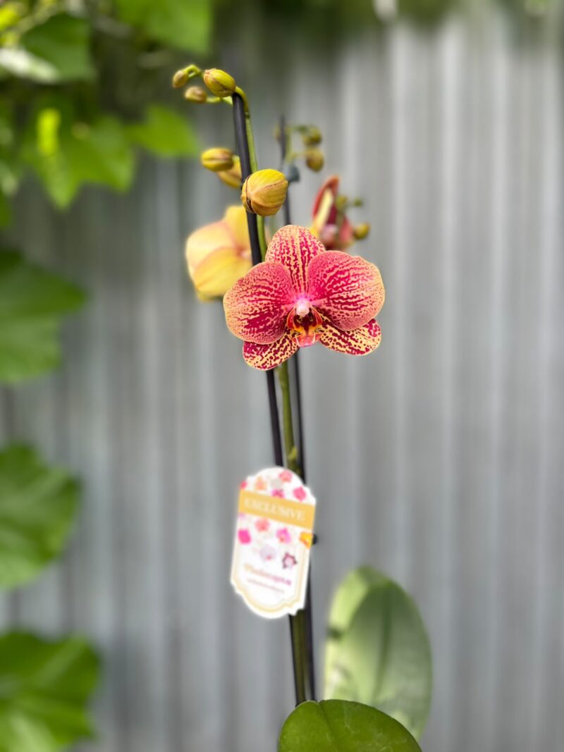 Phalaenopsis I-Hsin Picture | Storczyk
