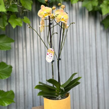 Phalaenopsis Limited Żółty | Storczyk