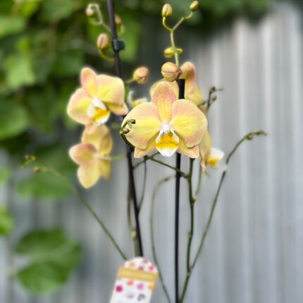 Phalaenopsis Limited Żółty | Storczyk