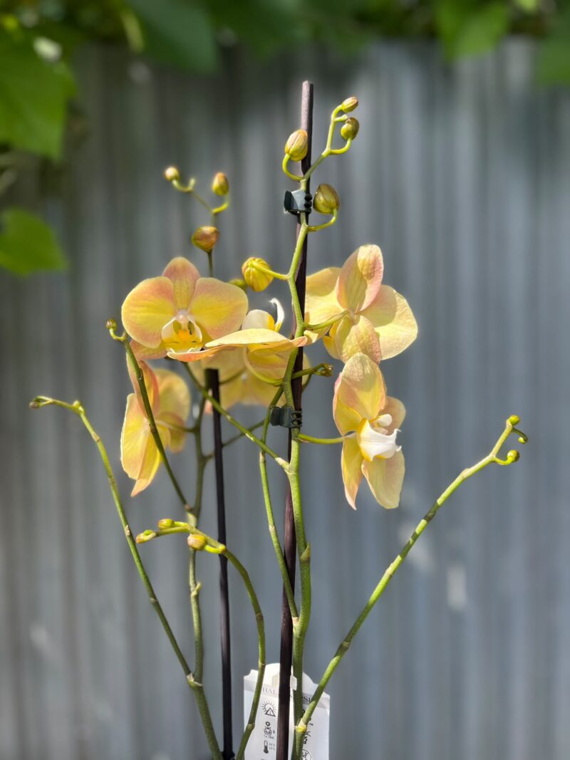 Phalaenopsis Limited Żółty | Storczyk