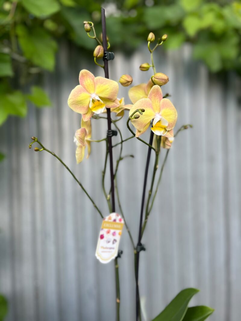 Phalaenopsis Limited Żółty | Storczyk