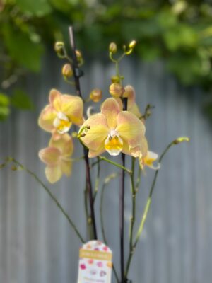 Phalaenopsis Limited Żółty | Storczyk