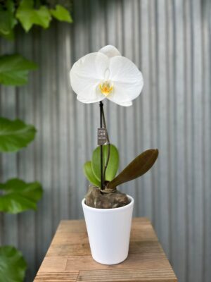 Storczyk Singolo różne kolory + osłonka ceramiczna GRATIS